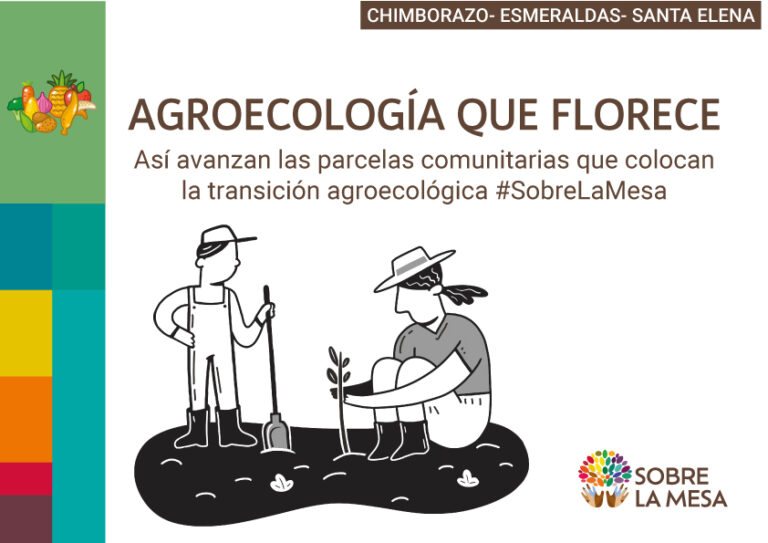 Agroecología que florece: así avanzan las parcelas comunitarias del proyecto #SobreLaMesa